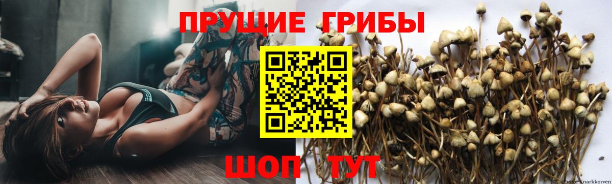Галлюциногенные грибы мухоморы  Галлюциногенные грибы мухоморы  Кашира  сколько стоит  Вход с VPN 